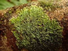 Pannaria pulverulacea