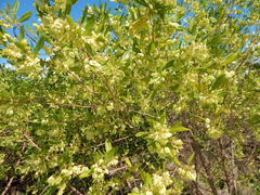 Dodonaea viscosa viscosa