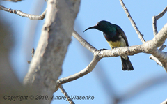 Cinnyris sovimanga apolis