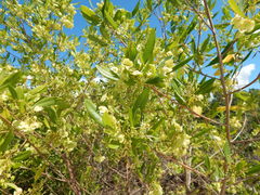 Dodonaea viscosa viscosa