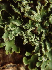 Pannaria leproloma