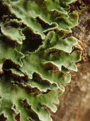 Pannaria leproloma
