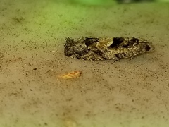 Pseudexentera hodsoni