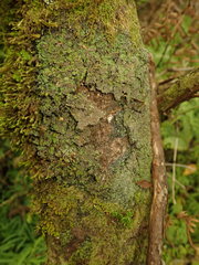 Psoroma coralloideum