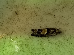 Pseudexentera hodsoni