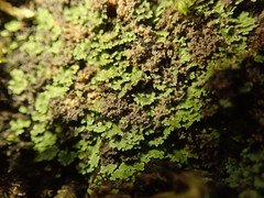 Psoroma coralloideum