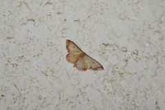 Idaea impexa