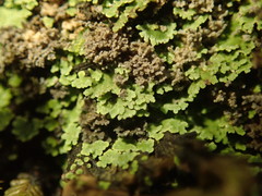 Psoroma coralloideum