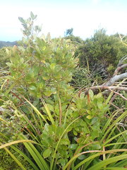 Coprosma dodonaeifolia