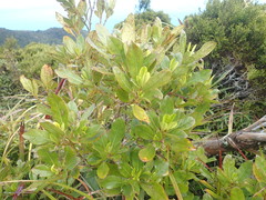 Coprosma dodonaeifolia