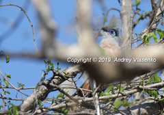 Coua cristata pyropyga
