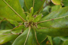 Coprosma dodonaeifolia