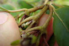 Coprosma dodonaeifolia