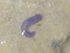 Dendrocoelidae