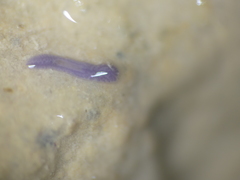 Dendrocoelidae