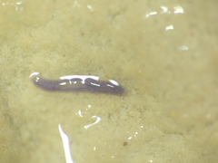 Dendrocoelidae