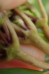 Coprosma dodonaeifolia