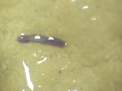 Dendrocoelidae