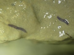 Dendrocoelidae