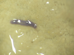 Dendrocoelidae