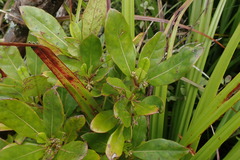 Coprosma dodonaeifolia