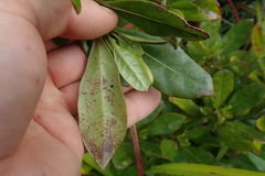 Coprosma dodonaeifolia