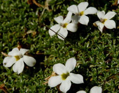 Lobelia glaberrima