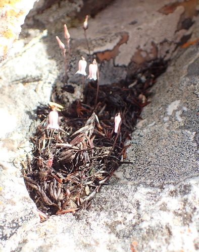 Drimia uniflora