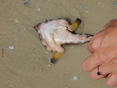 Ogcocephalus cubifrons