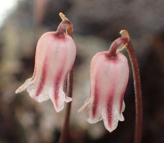 Drimia uniflora