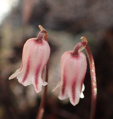 Drimia uniflora