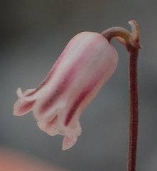 Drimia uniflora