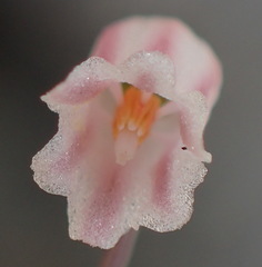 Drimia uniflora