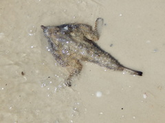 Ogcocephalus cubifrons