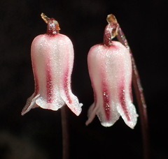 Drimia uniflora