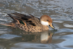 Anas bahamensis × georgica