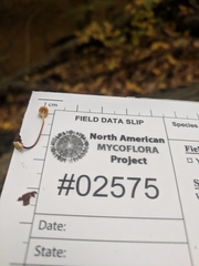 Marasmius fulvoferrugineus