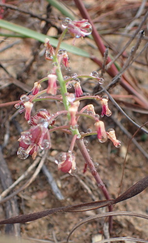 Image of Ledebouria ovalifolia by (c) Nicola van Berkel, some rights reserved (CC BY-SA)