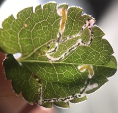 Bucculatrix staintonella