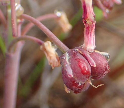 Ledebouria ovalifolia