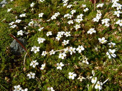 Lobelia glaberrima