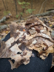 Marasmius fulvoferrugineus