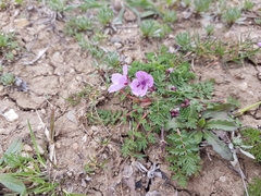 Erodium maculatum