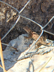 Sceloporus