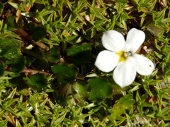 Lobelia glaberrima