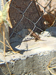 Sceloporus