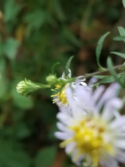 Symphyotrichum