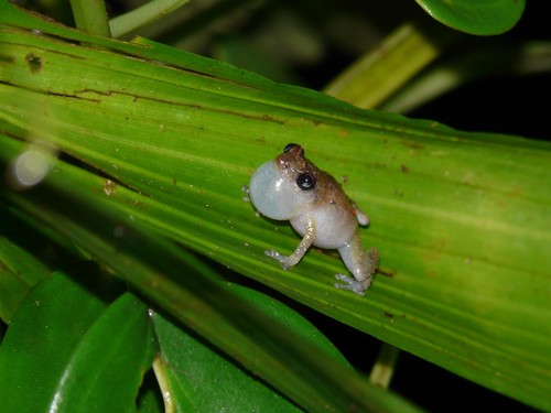 Caretta Robber Frog, Diasporus diastema