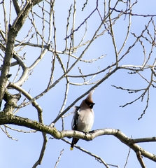 Bombycilla garrulus