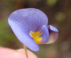 Lotononis filiformis